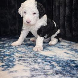 Buddy - Black and white male Sheepadoodle puppy in Tennessee, Illinois from The Artman Family