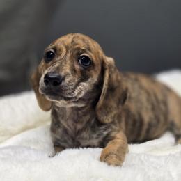 Scarlet - Brindle female Dachshund puppy in Mcminnville, Tennessee from Red Barn Farms Minis