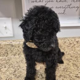 Poodle Puppies from Janet's Poodles