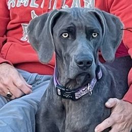 Weimaraners from Wren’s Weimaraner