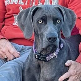 Weimaraners from Wren’s Weimaraner