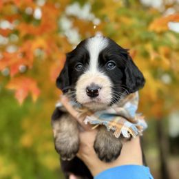 HARVEY harvest - male Australian Mountain Doodle puppy in Taylors, South Carolina from Aspen Mountain Doodles LLC