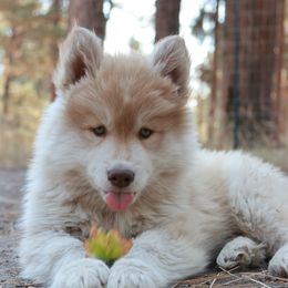 Siberian Husky Puppies from Hill Top Huskies