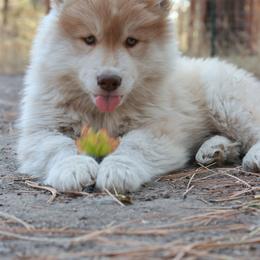 Siberian Husky Puppies from Hill Top Huskies