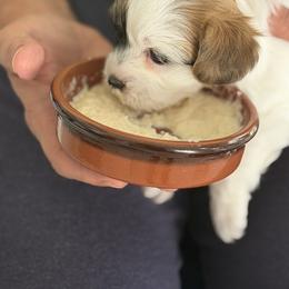 Shichon Puppies from Harrison Farm Teddy Bears