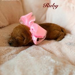 Ruby - Red  female Goldendoodle puppy in Noblesville, Indiana from Heart & Paw Goldendoodle Co.