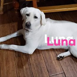 Luna - Labrador Retriever