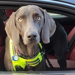 Weimaraners from L&M Weimaraners
