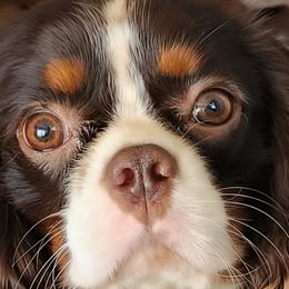 Cavalier King Charles Spaniels from Annette Kakazu