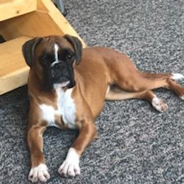 Stella - Boxer
