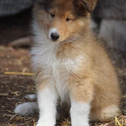 Collie Puppies from Arabella Collies