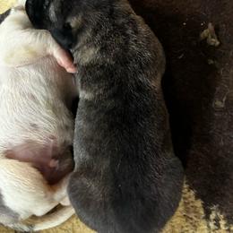 Boy 1 - Brindle male Anatolian Shepherd Dog puppy in Daggett, Michigan from T&S Anatolians