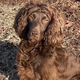 Abbie - English Cocker Spaniel