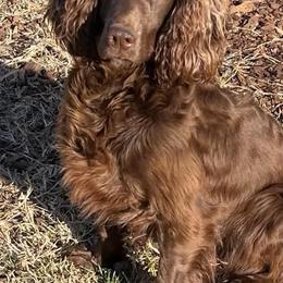 Abbie - English Cocker Spaniel