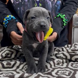 6th pick Female - Gray female Cane Corso puppy in Clewiston, Florida from Far From Average Kennels