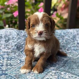 Tomato - Red  female Goldendoodle puppy in Wharton, Texas from Little Fur Friends