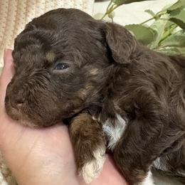 Girl 1 - female Aussiedoodle puppy in Rainbow City, Alabama from Creek Bend Farm