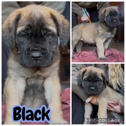 Black - Apricot male Mastiff puppy in Jonesville, South Carolina from Sunrise Mastiffs