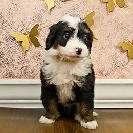Sven - Tri-color male Bernedoodle puppy in Russell Springs, Kentucky from 270 Doodles