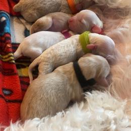 Cavapoo Puppies from R and H Doodles