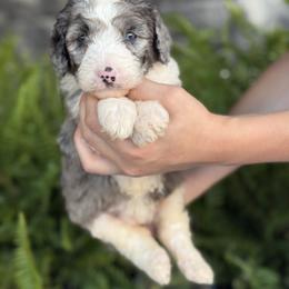 Lady Jane - Merle female Double Doodle puppy in Millersburg, Ohio from T Sanctum