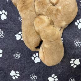 Whiskey - Dark golden male Golden Retriever puppy in Lebec, California from Socalretrievers