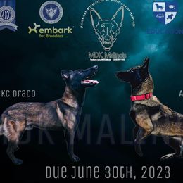 Belgian Malinois Puppies from MDK Malinois