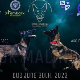 Belgian Malinois Puppies from MDK Malinois
