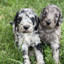 Sawyer - Merle male Goldendoodle puppy in Millville, California from Hope Lane Kennels