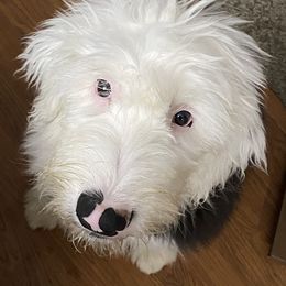 Old English Sheepdog Puppies from Heavinly Blessings Farm Pups - Old English Sheepdog Puppies