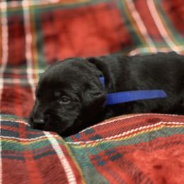 Labrador Retriever Puppies from David Knott's Labrador Retrievers