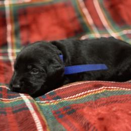 Labrador Retriever Puppies from David Knott's Labrador Retrievers