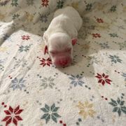 Honey - Orange belton English Setter puppy in Lake Tomahawk, Ohio from StoneyBrook Setters