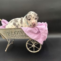 Blue Collar, Blue Harlequin - Harlequin male Great Dane puppy in Loma, Colorado from Adobe Creek Danes
