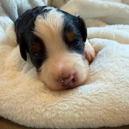 Brave - Tri-color male Bernedoodle puppy in Sherman, Illinois from Shirl Doodle Life