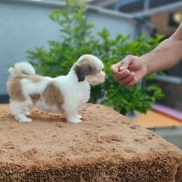 Cavachon, Cavalier King Charles Spaniel, Cavapoo, and Havanese Puppies from Peaks Pups & Cavachon Love Chocolate Cavaliers, Cavaliers, Cavachon’s, Cavapoos & Havanese