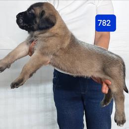 AKC PUP 782 - Fawn male Mastiff puppy in Ava, Missouri from Ozark Mountain Mastiffs