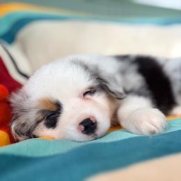 Koa (full tail) - Blue merle male Miniature American Shepherd puppy in Olympia, Washington from Shamayim Acres ~ Miniature American Shepherds