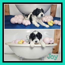 Joy - Black and white female Schnoodle puppy in Lebanon, Missouri from Cedar Glades Canines