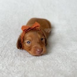 Maple - Red female Dachshund puppy in Cape Coral, Florida from Dear Dachshunds