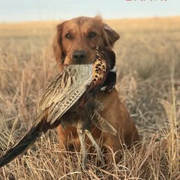 Danni - Golden Retriever