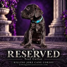 Calpurnia (Teal Collar) - Black female Cane Corso puppy in Stilwell, Oklahoma from Killing Joke Kennels