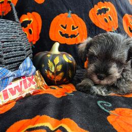 Twix - Salt and pepper male Miniature Schnauzer puppy in Rosemount, Minnesota from Weiland's Ruby