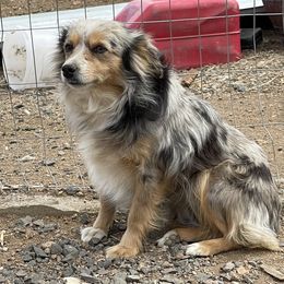 Yote - Toy Australian Shepherd
