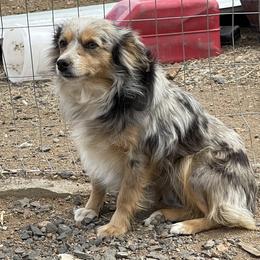 Yote - Toy Australian Shepherd