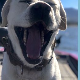 Labrador Retriever All Grown Up from Chateau St. John