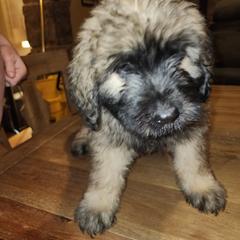 Bouvier des Flandres Puppies from Evan Coffield