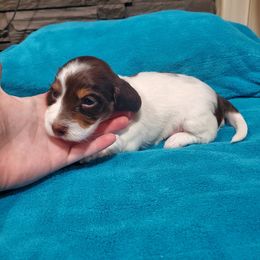 Dachshund Puppies from Grecian Kennel