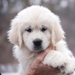 Barista - Light golden female Golden Retriever puppy in Hagerstown, Maryland from Pinewood Acres Goldens
