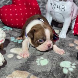 Cody Rhodes - Red male Boston Terrier puppy in Millers Creek, North Carolina from Tumbling Shoals Hilltop Bostons